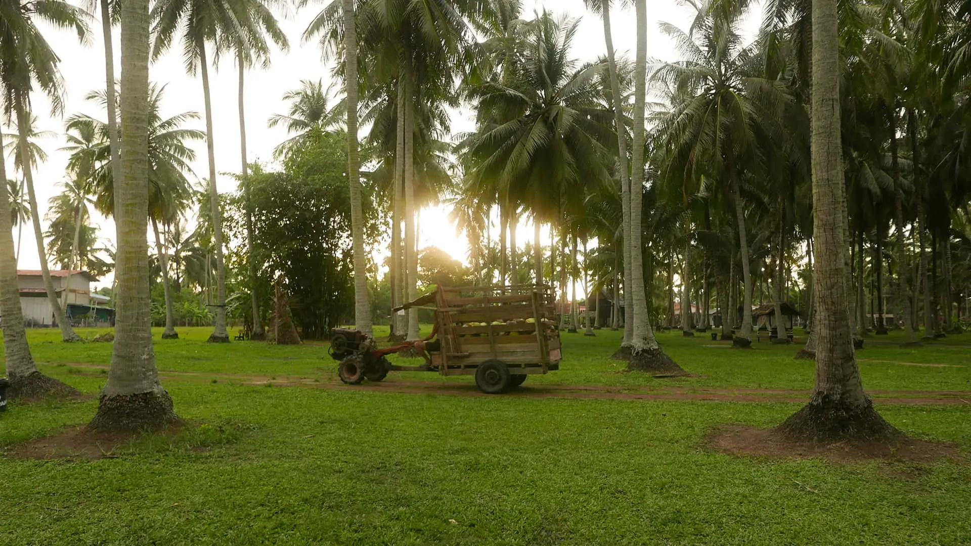 An agricultural tracktor with plucked coconuts moving inside the Senikma Coconut plantation