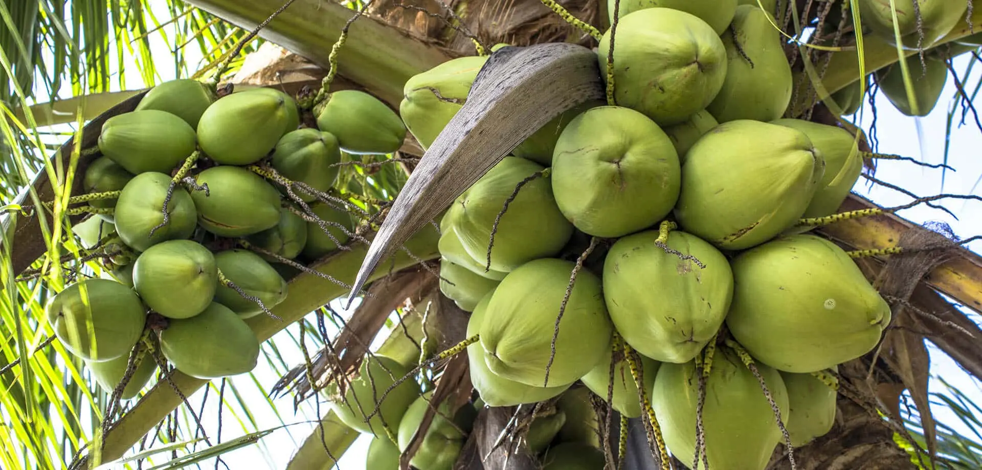 Two Bunches of green coconuts in a organic coconut cultivation by Senikma Holdings