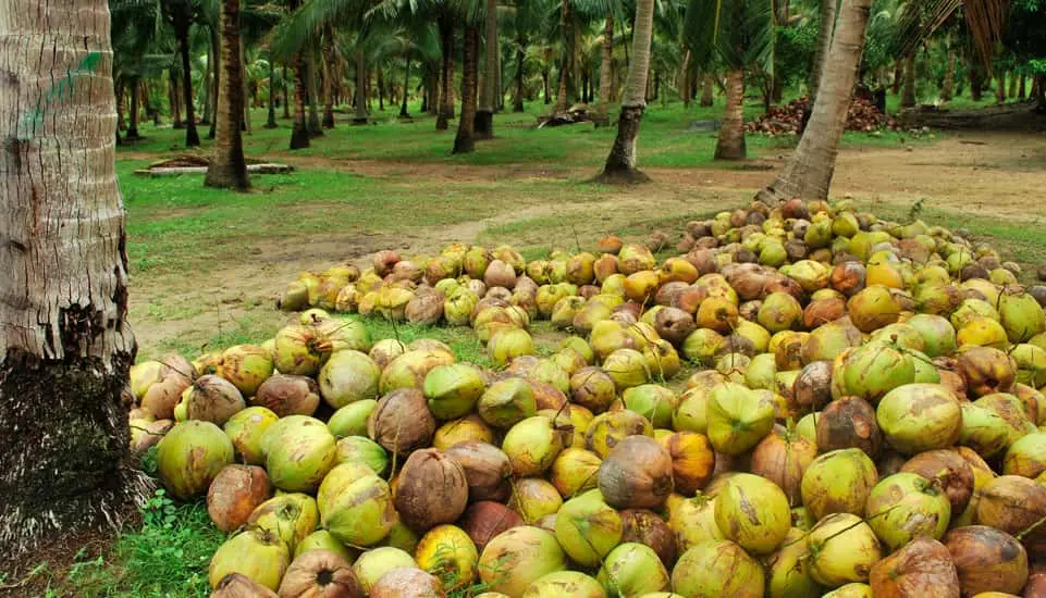 Harvested coconuts on near few coconut trees