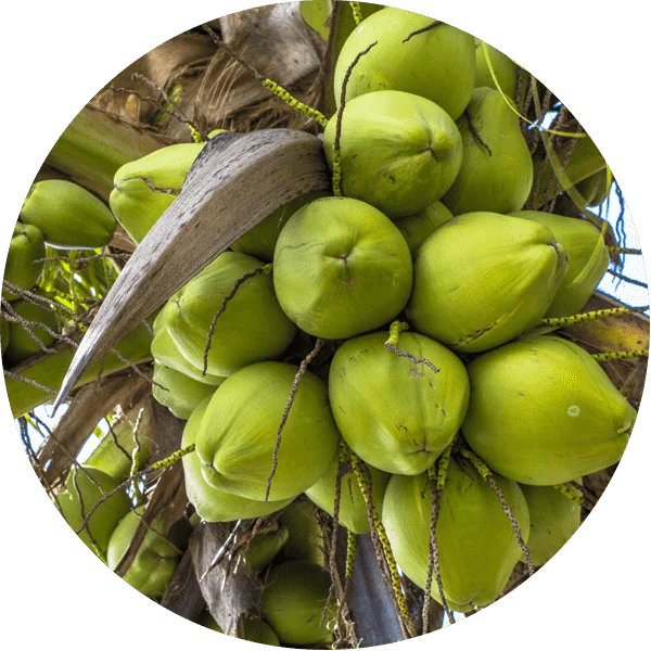 A bunch of green coconuts